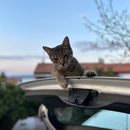 Pri Piratski Macki - At The Pirate Cat - Dal Gatto Pirata Koper városi község Kültér fotó